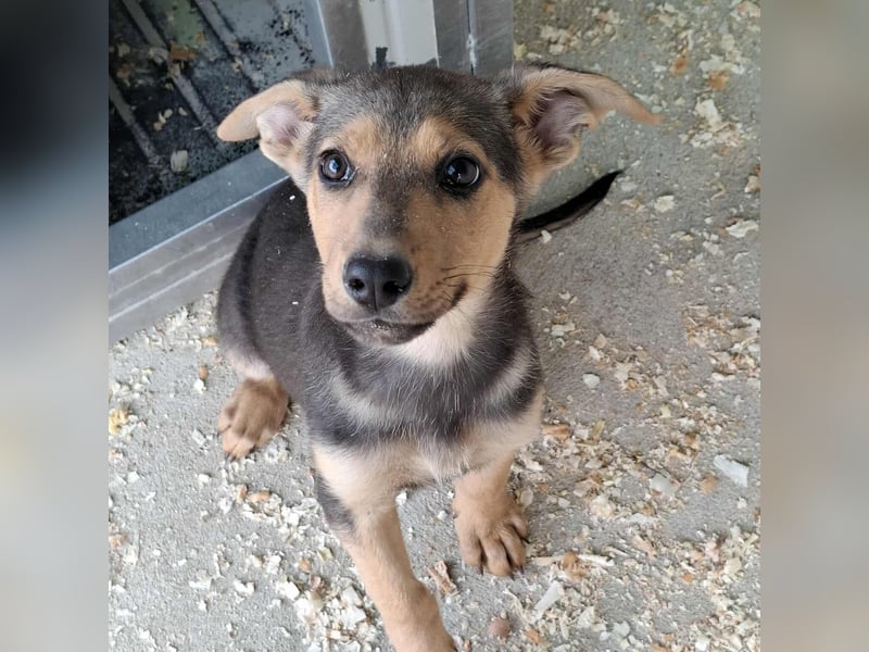 Welpen- Mädchen Mira sucht ein Körbchen