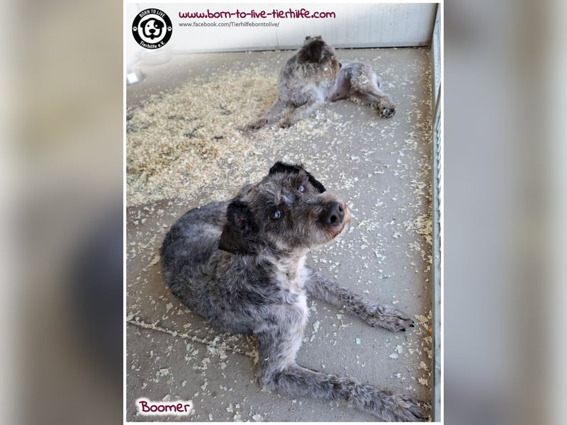 Boomer sucht ein Zuhause für immer