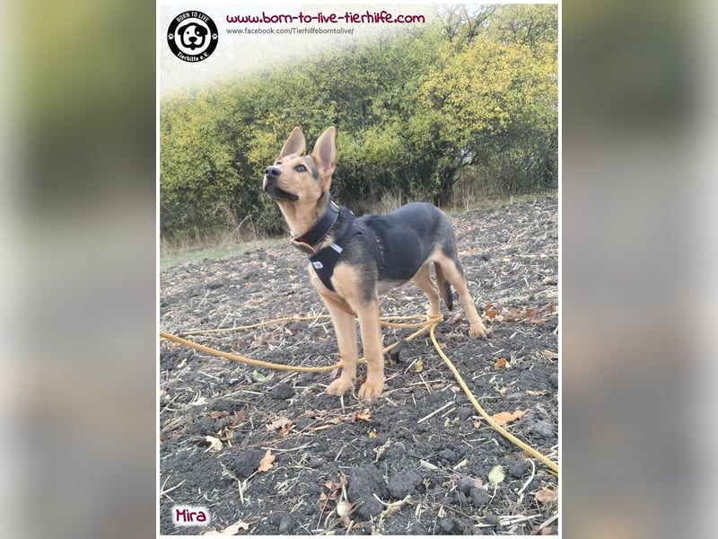 Welpen- Mädchen Mira sucht ein Körbchen