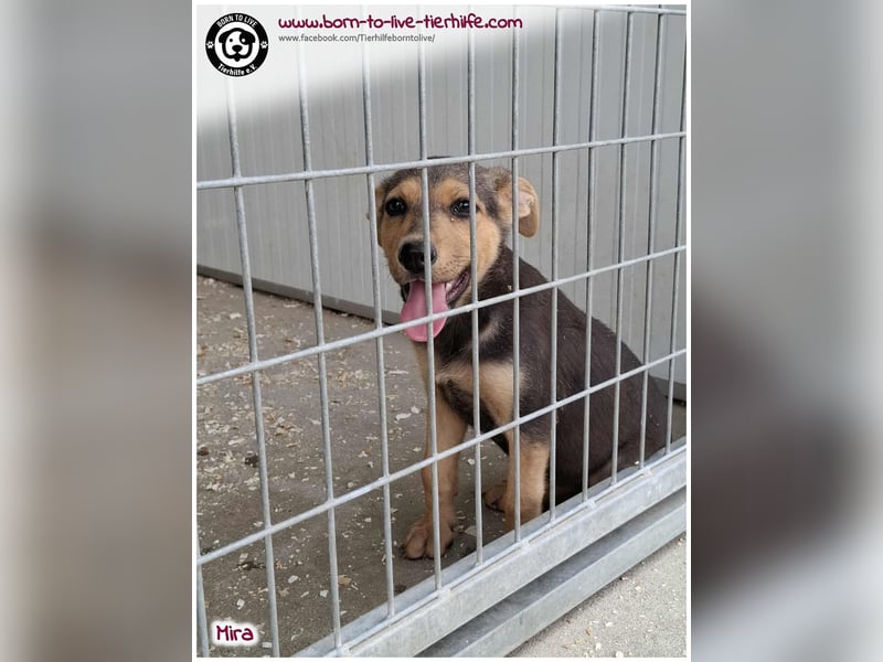 Welpen- Mädchen Mira sucht ein Körbchen