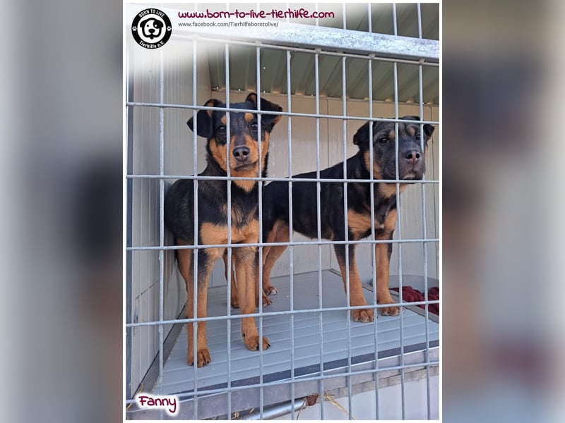 FANNY auf der Suche nach ihren Menschen