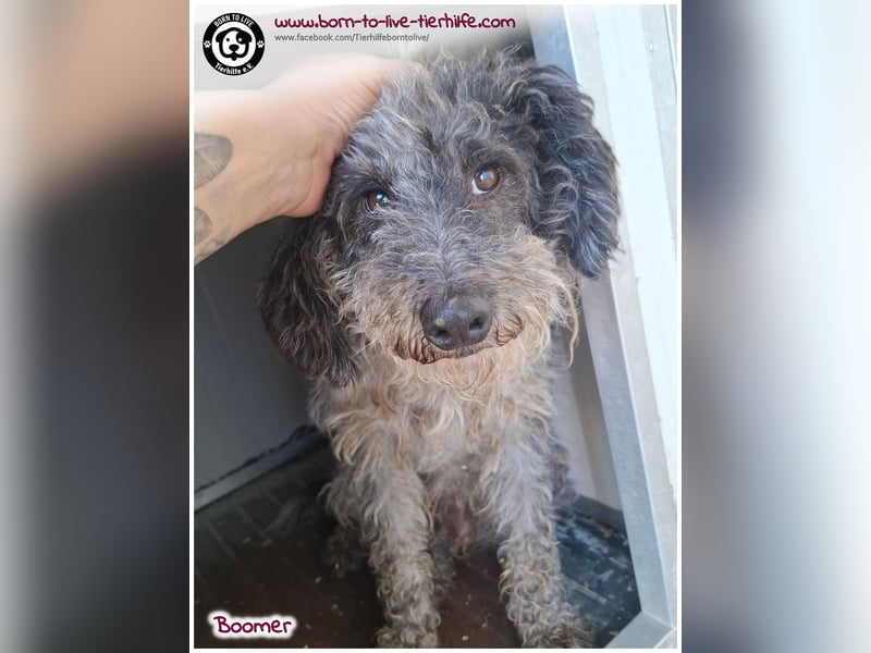 Boomer sucht ein Zuhause für immer