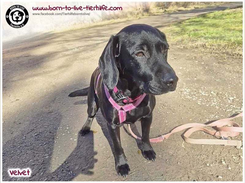 Velvet sucht ein neues Zuhause