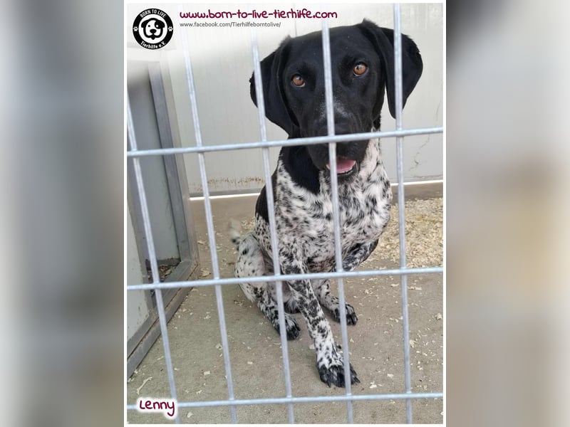 Handicap Fellnasse Lenny sucht ein Zuhause für immer