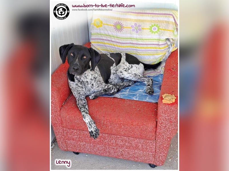 Handicap Fellnasse Lenny sucht ein Zuhause für immer