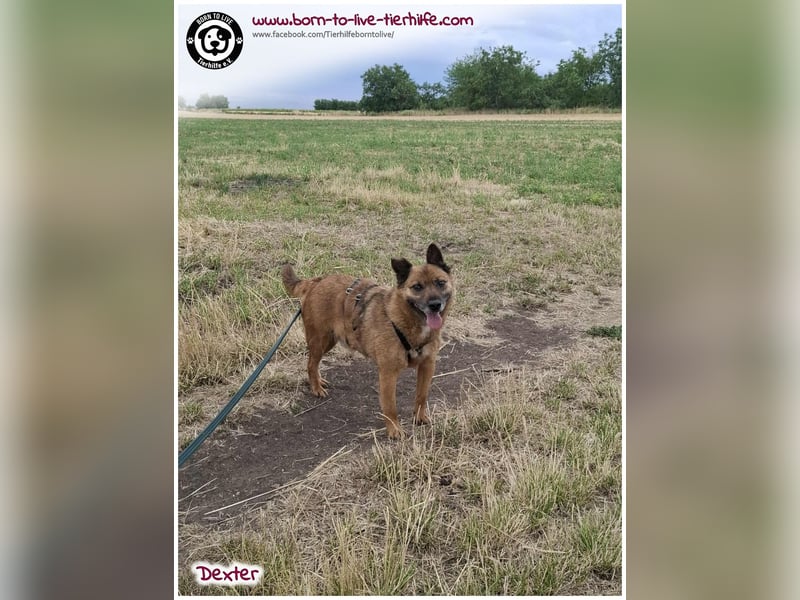 Dexter sucht ein Zuhause