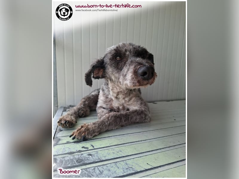 Boomer sucht ein Zuhause für immer