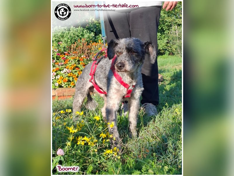 Boomer sucht ein Zuhause für immer