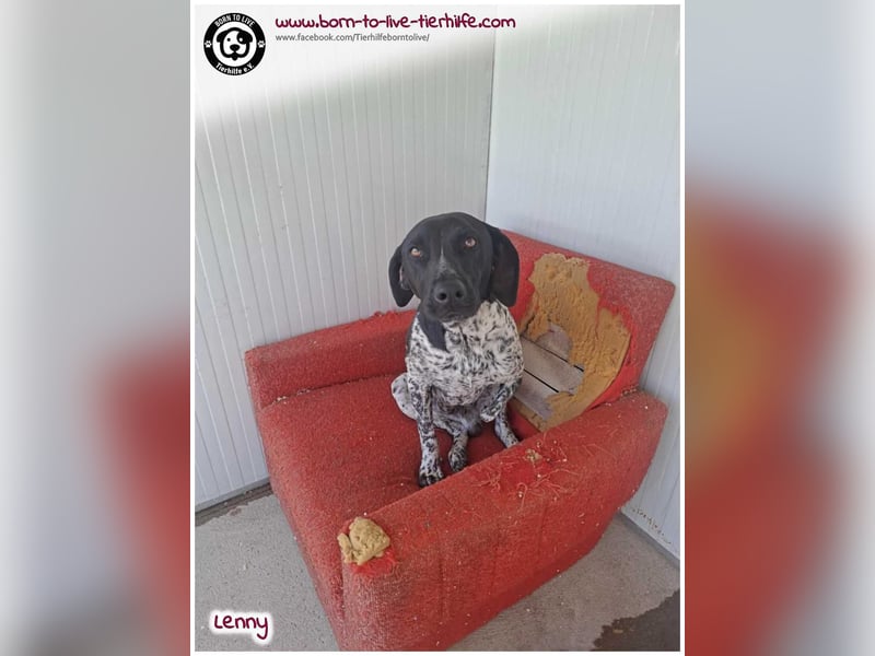 Handicap Fellnasse Lenny sucht ein Zuhause für immer