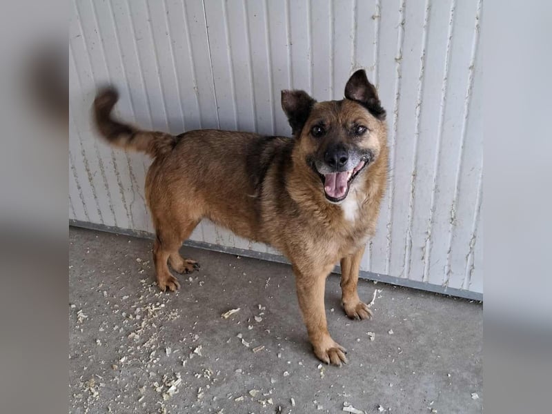 Dexter sucht ein Zuhause