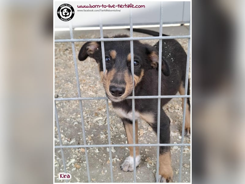 Welpen- Mädchen Kira sucht ein Körbchen