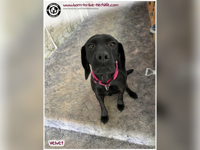 Velvet sucht ein neues Zuhause
