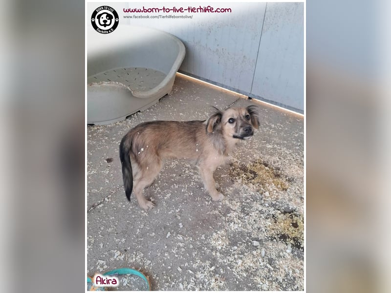 Kleine Akira auf der Suche nach ein Zuhause