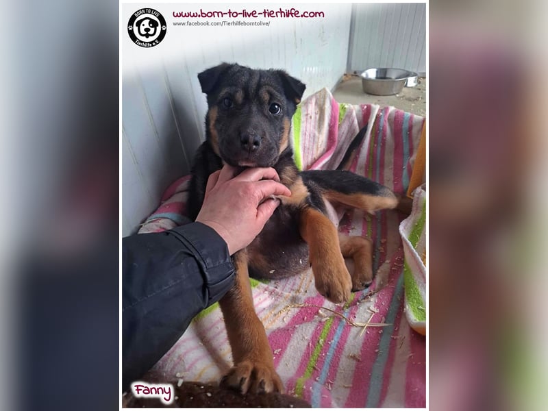 FANNY auf der Suche nach ihren Menschen