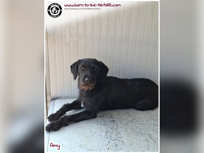 Bildhübsche Amy sucht ein Zuhause
