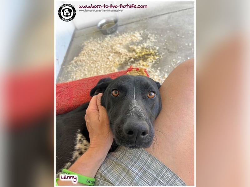 Handicap Fellnasse Lenny sucht ein Zuhause für immer