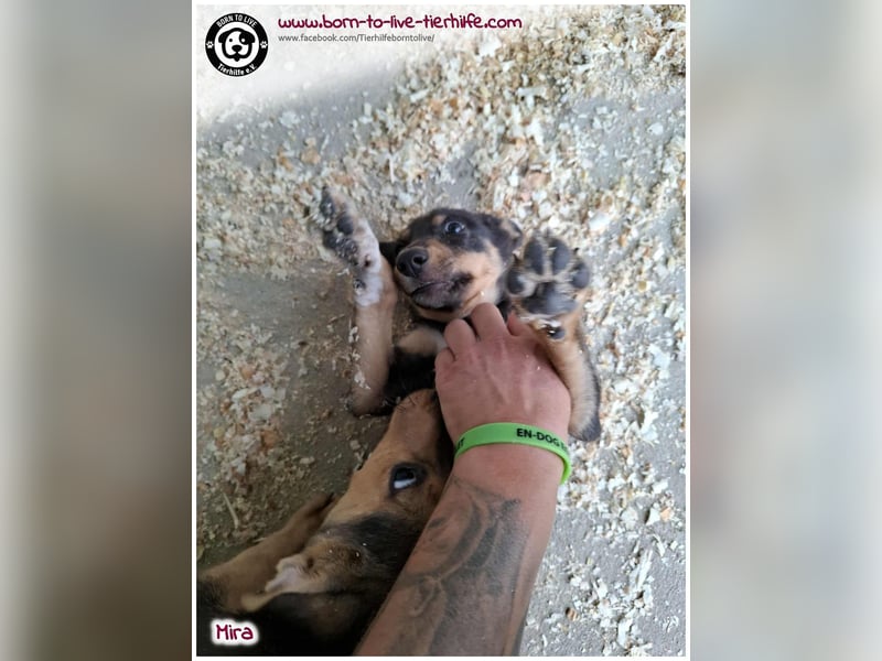 Welpen- Mädchen Mira sucht ein Körbchen