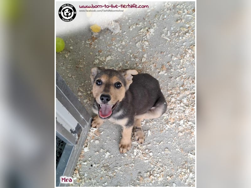 Welpen- Mädchen Mira sucht ein Körbchen