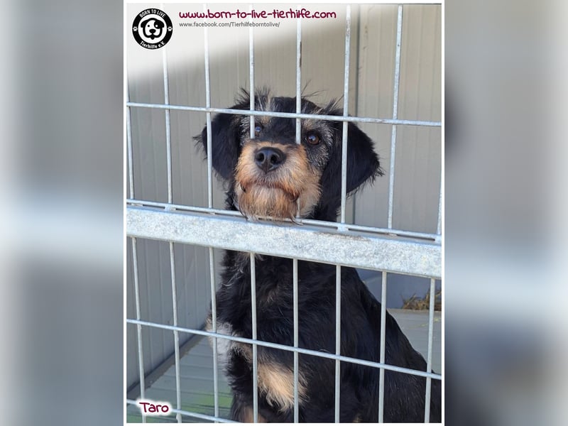 Einfühlsame Menschen gesucht für unseren süßen Taro