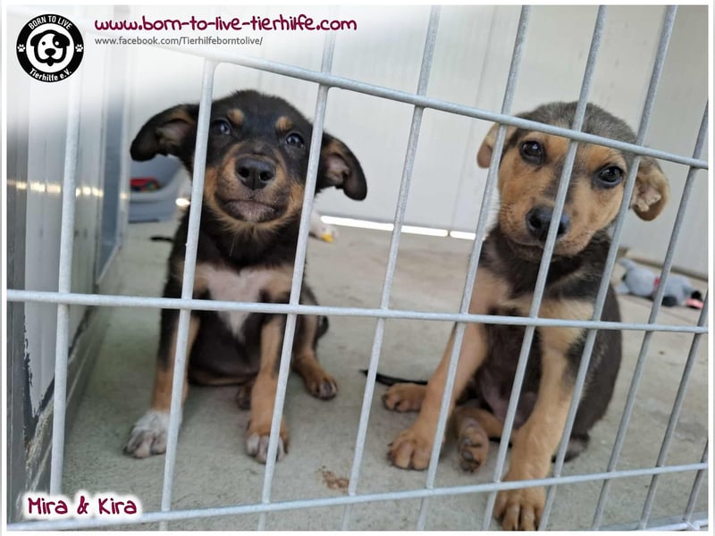 Welpen- Mädchen Kira sucht ein Körbchen