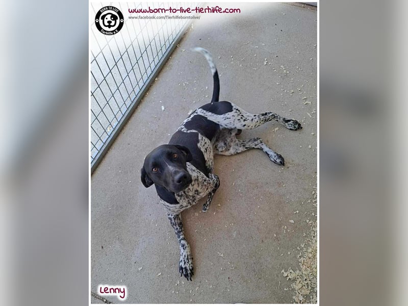 Handicap Fellnasse Lenny sucht ein Zuhause für immer