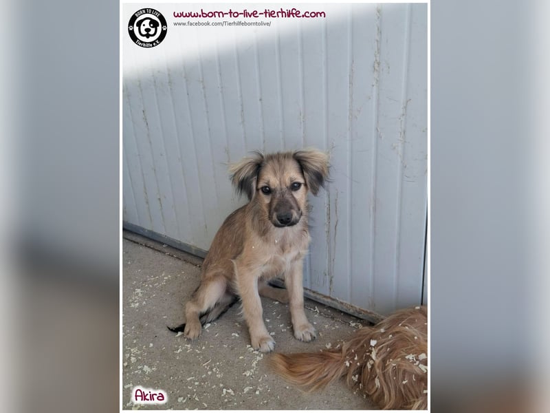 Kleine Akira auf der Suche nach ein Zuhause