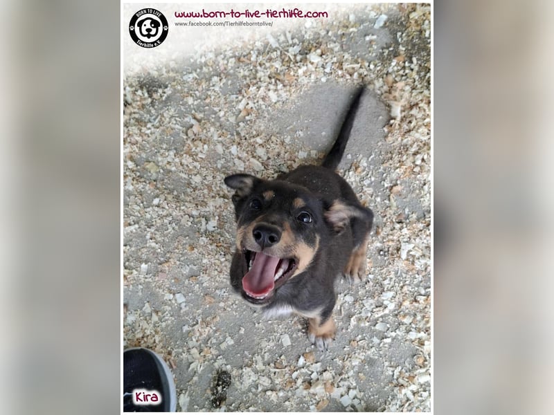 Welpen- Mädchen Kira sucht ein Körbchen