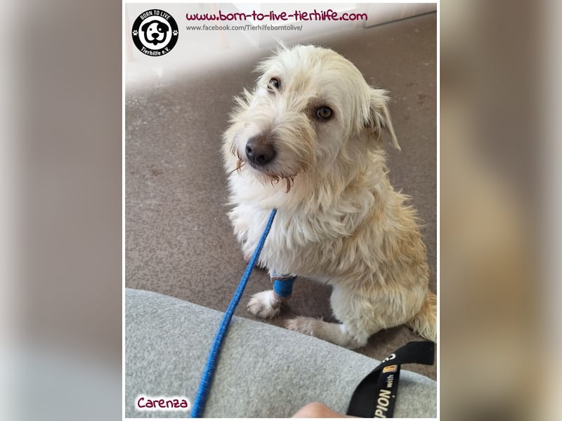 Bildhübsche Carenza sucht ein Zuhause