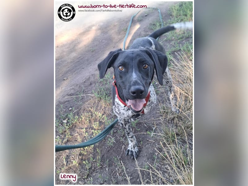 Handicap Fellnasse Lenny sucht ein Zuhause für immer