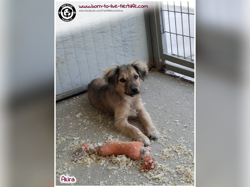 Kleine Akira auf der Suche nach ein Zuhause