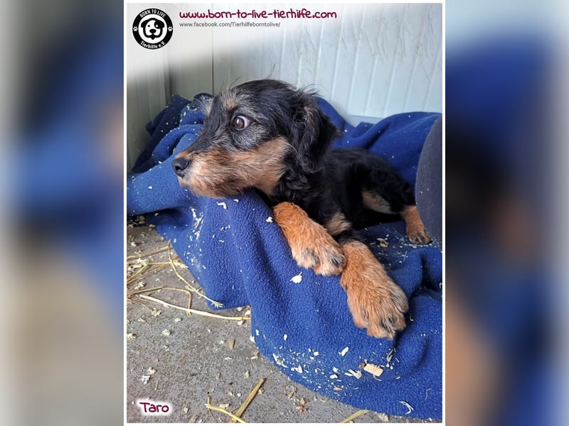 Einfühlsame Menschen gesucht für unseren süßen Taro