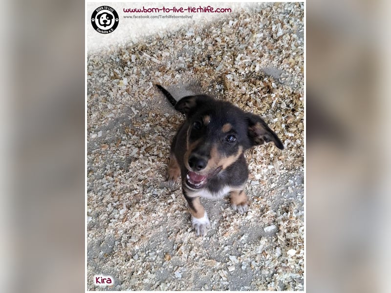 Welpen- Mädchen Kira sucht ein Körbchen