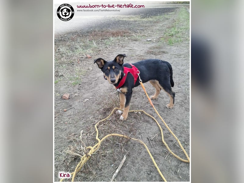 Welpen- Mädchen Kira sucht ein Körbchen