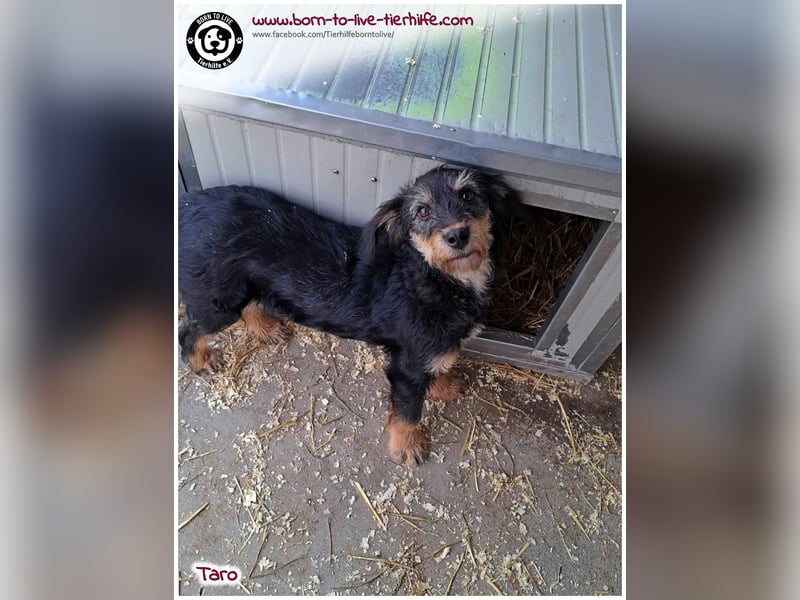 Einfühlsame Menschen gesucht für unseren süßen Taro