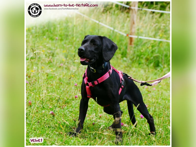 Velvet sucht ein neues Zuhause