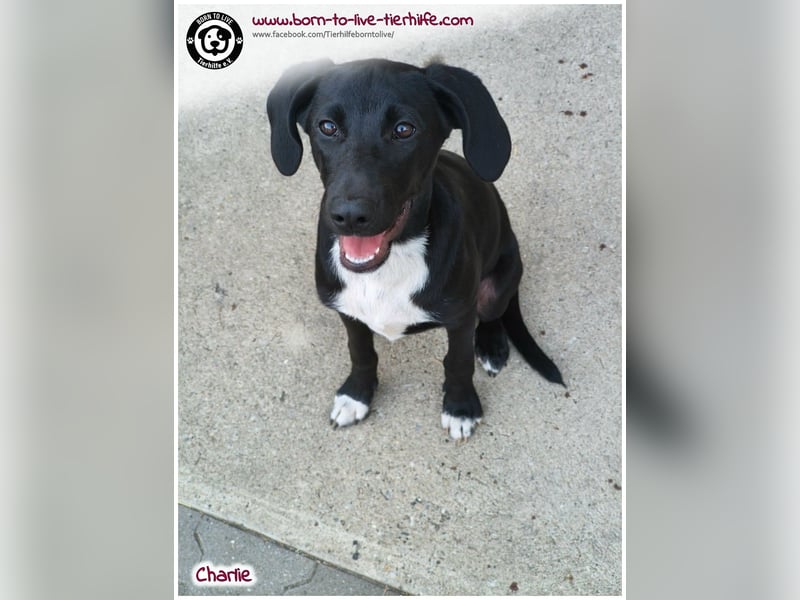 Welpenjunge Charlie sucht ein Zuhause