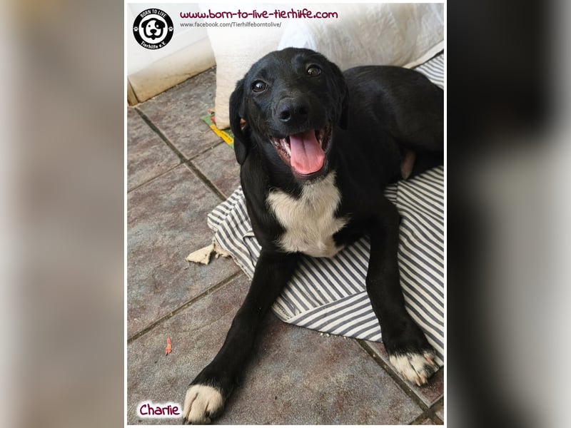 Welpenjunge Charlie sucht ein Zuhause