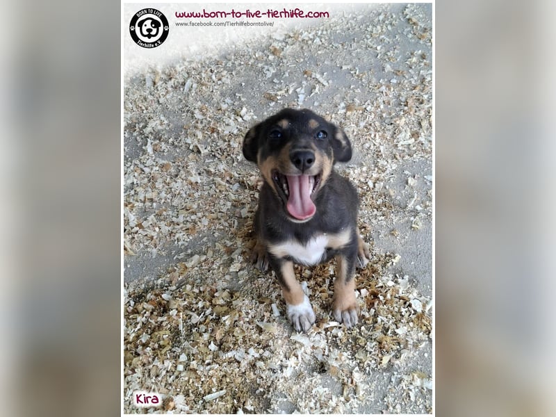 Welpen- Mädchen Kira sucht ein Körbchen