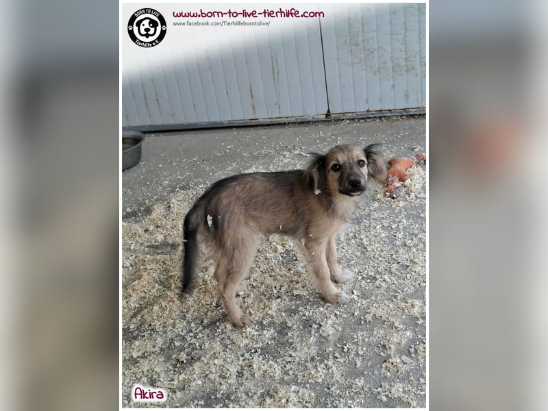 Kleine Akira auf der Suche nach ein Zuhause