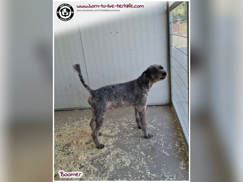 Boomer sucht ein Zuhause für immer