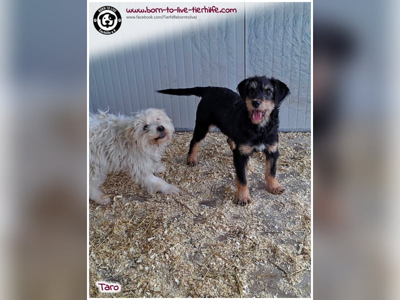 Einfühlsame Menschen gesucht für unseren süßen Taro