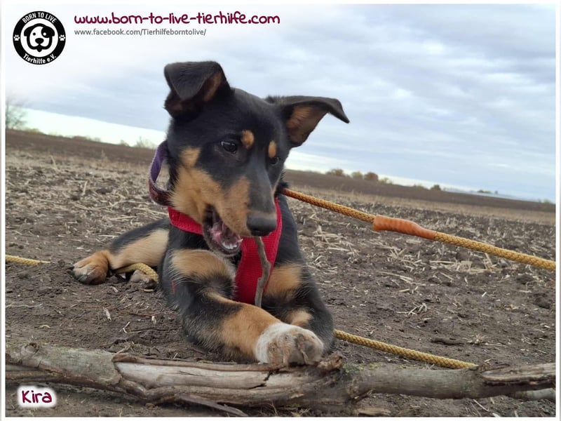 Welpen- Mädchen Kira sucht ein Körbchen