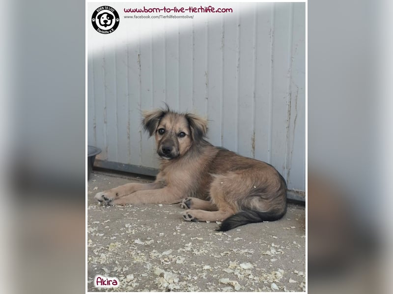 Kleine Akira auf der Suche nach ein Zuhause