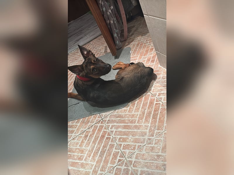 Belgischer Schäferhund Terrier Mix