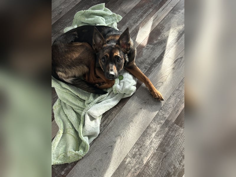 Belgischer Schäferhund Terrier Mix