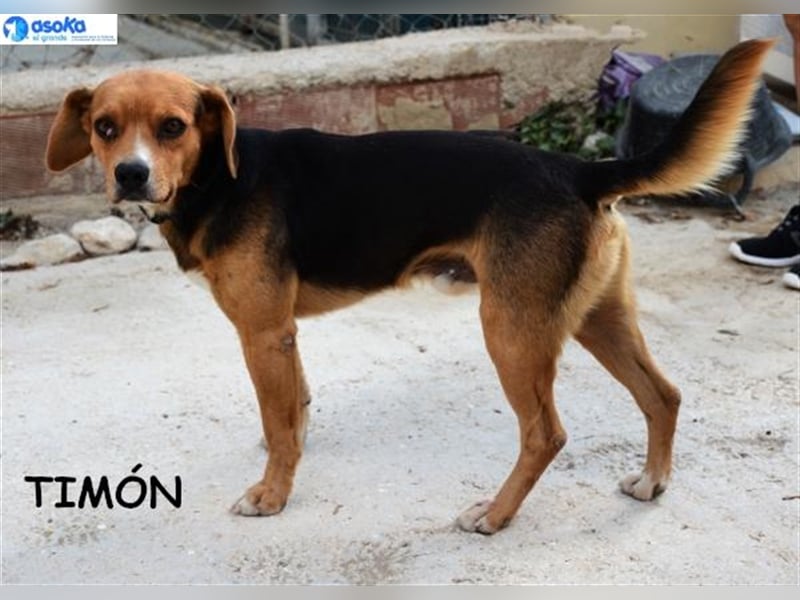 TIMON- lächelt gerne