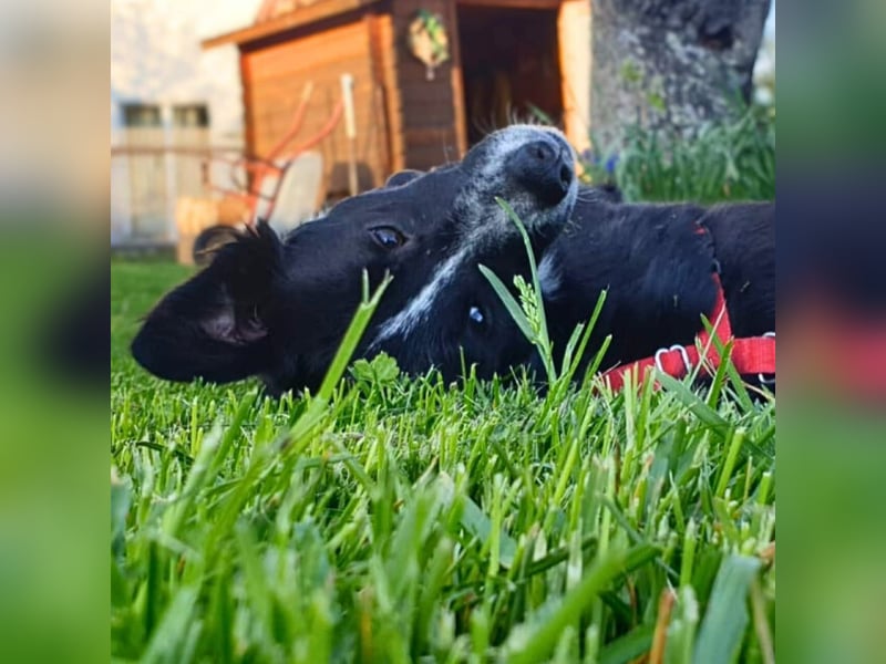 Mathy - ein Familienhund