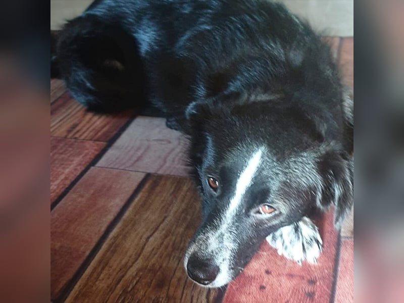 Mathy - ein Familienhund