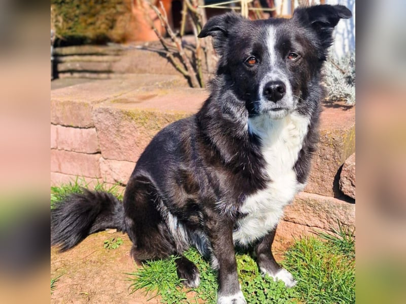 Mathy - ein Familienhund