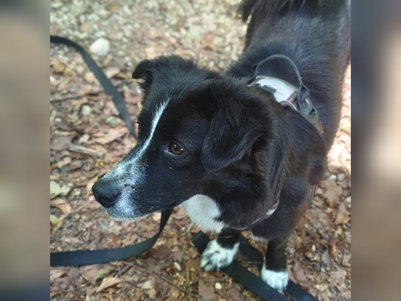 Mathy - ein Familienhund